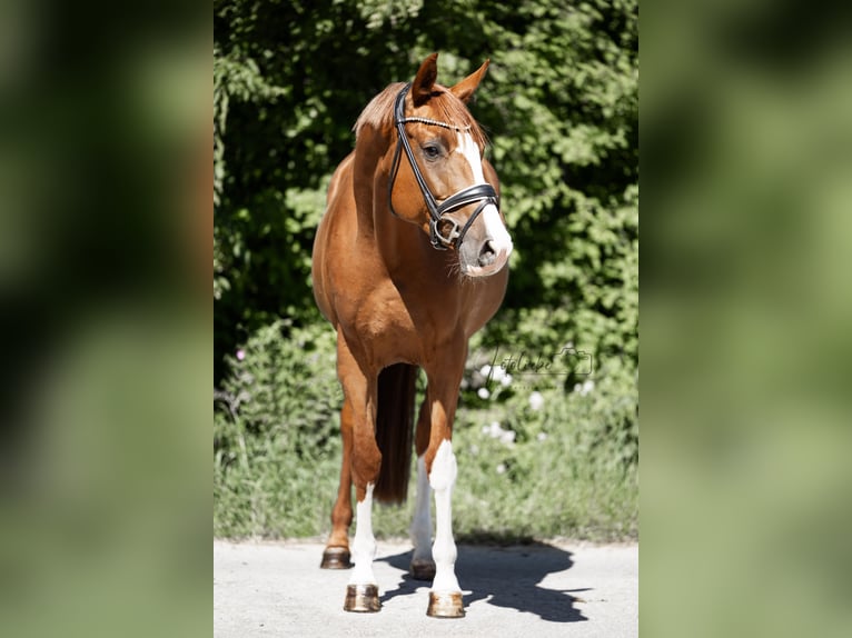 Koń hanowerski Klacz 5 lat 163 cm Kasztanowata in Braunschweig