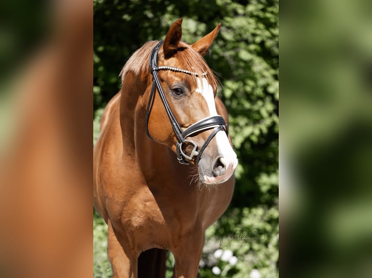 Koń hanowerski Klacz 5 lat 163 cm Kasztanowata in Braunschweig