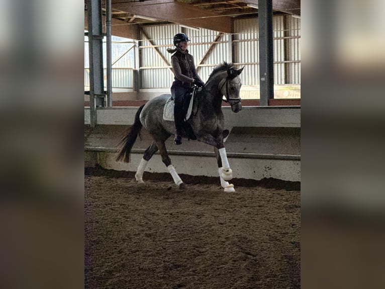 Koń hanowerski Klacz 5 lat 163 cm Siwa in Thedinghausen