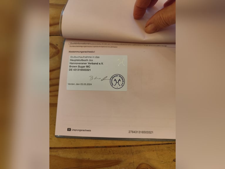 Koń hanowerski Klacz 5 lat 163 cm Skarogniada in Vechelde