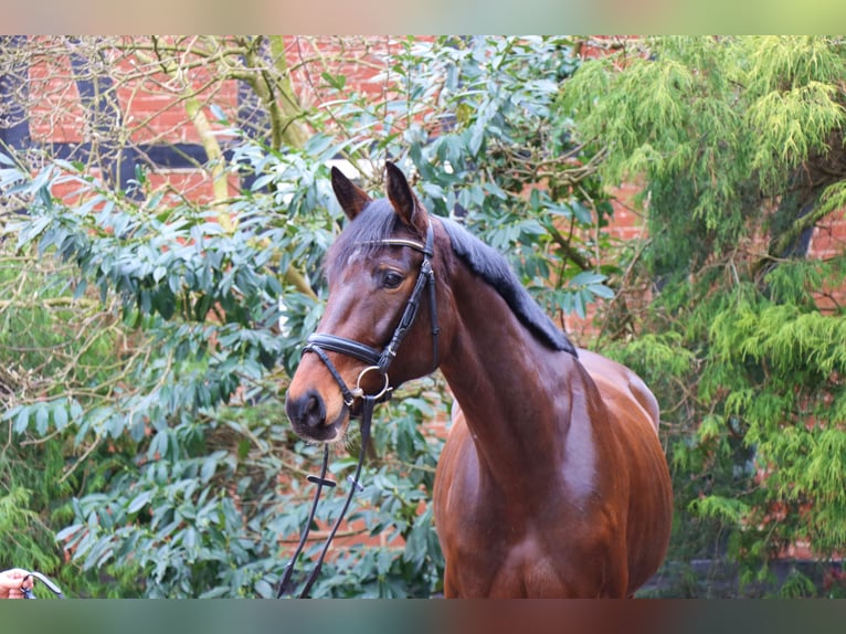 Koń hanowerski Klacz 5 lat 164 cm Ciemnogniada in Langlingen