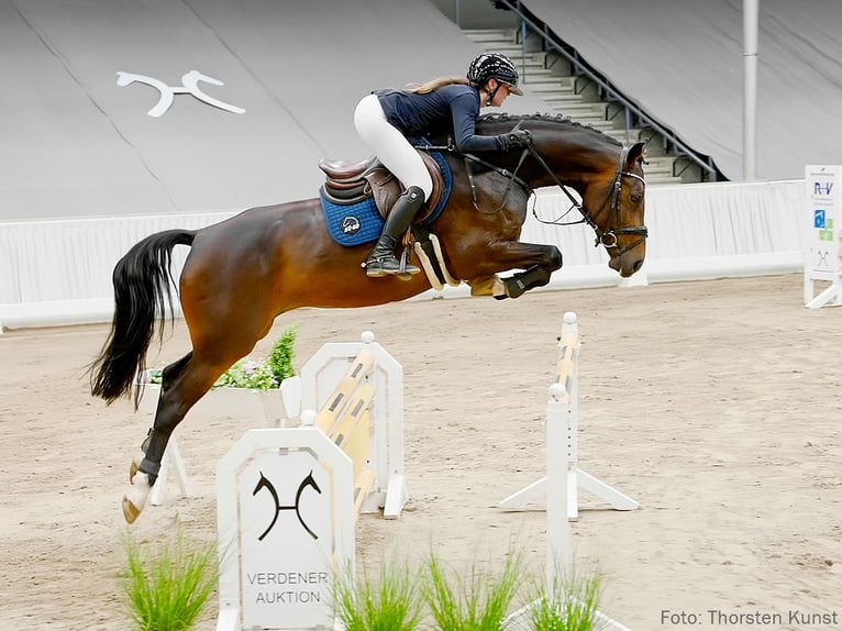 Koń hanowerski Klacz 5 lat 164 cm Ciemnogniada in Verden