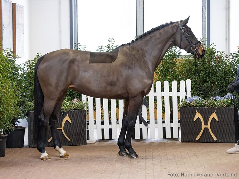 Koń hanowerski Klacz 5 lat 164 cm Ciemnogniada in Verden