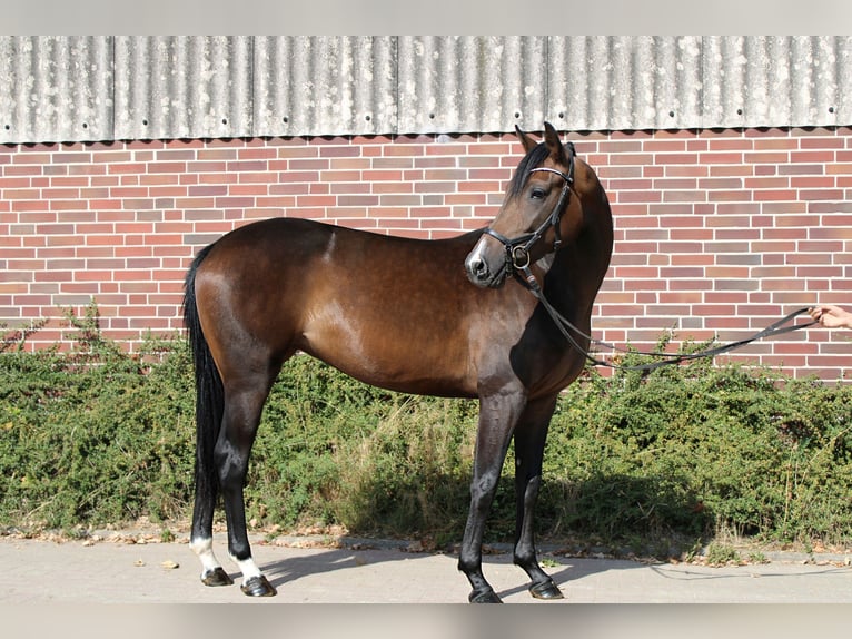 Koń hanowerski Klacz 5 lat 164 cm Ciemnogniada in Maasen