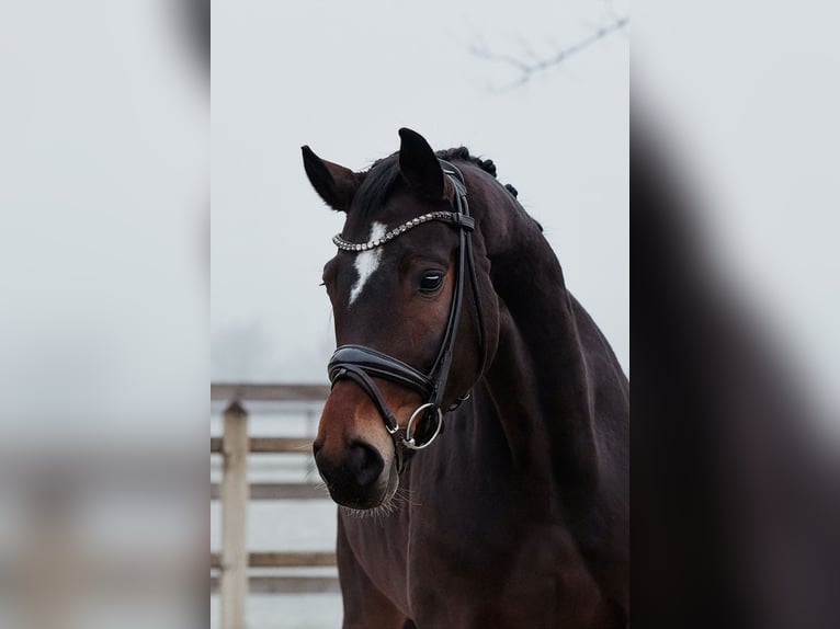 Koń hanowerski Klacz 5 lat 164 cm Ciemnogniada in Riedstadt