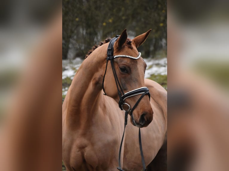 Koń hanowerski Klacz 5 lat 164 cm Ciemnokasztanowata in Fürstenau