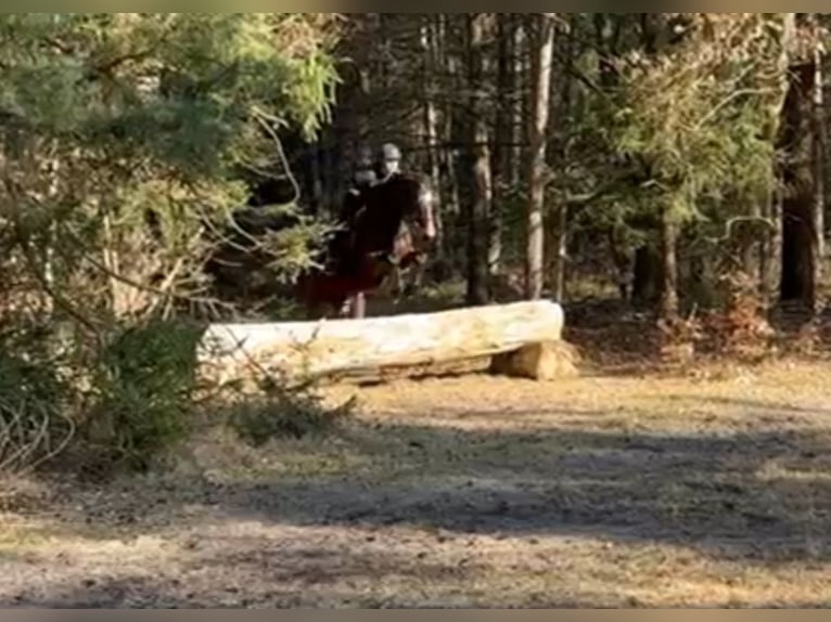Koń hanowerski Klacz 5 lat 164 cm Gniada in Elmlohe