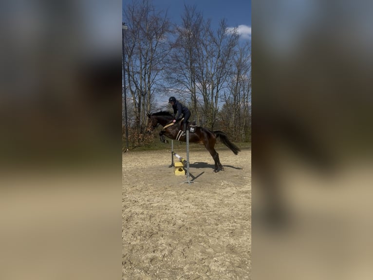 Koń hanowerski Klacz 5 lat 164 cm Gniada in Würselen