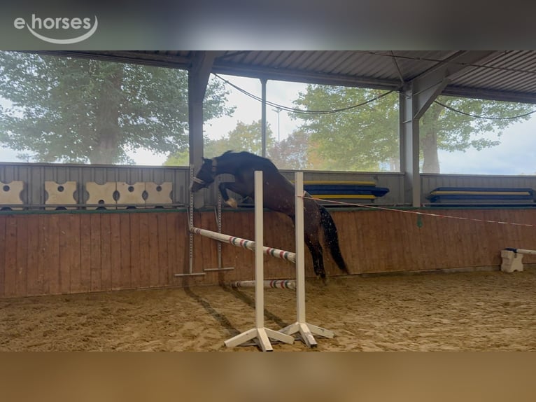 Koń hanowerski Klacz 5 lat 164 cm Gniada in Brackenheim