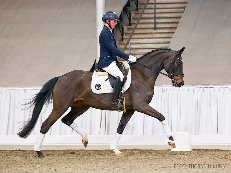 Koń hanowerski Klacz 5 lat 164 cm Gniada in Verden