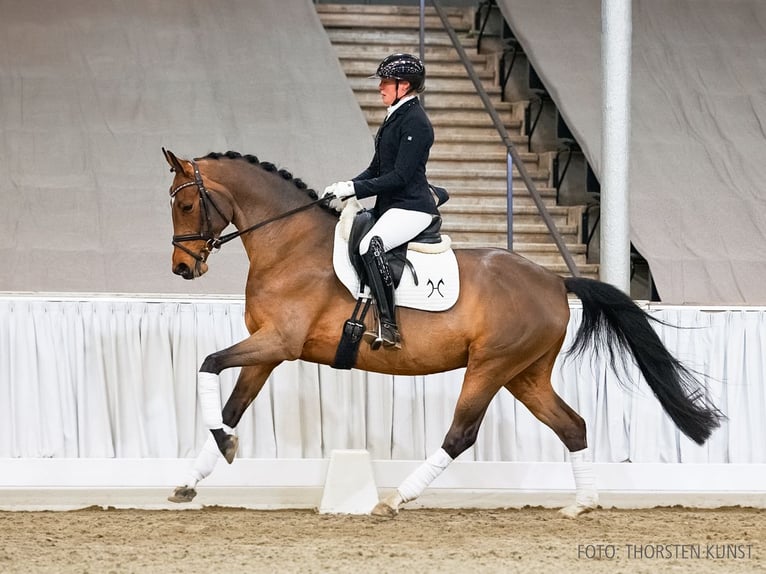 Koń hanowerski Klacz 5 lat 164 cm Gniada in Verden