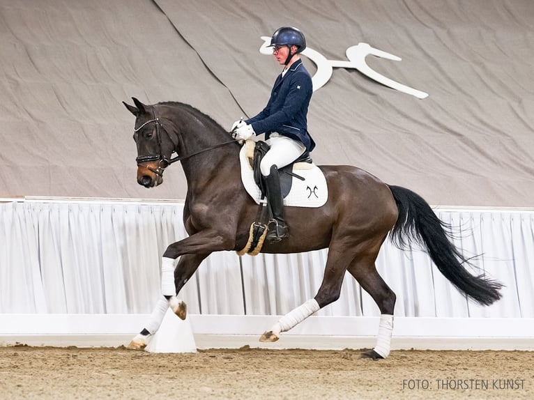 Koń hanowerski Klacz 5 lat 164 cm Gniada in Verden