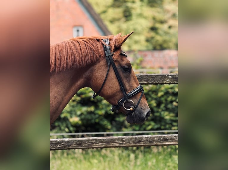 Koń hanowerski Klacz 5 lat 164 cm Kasztanowata in Wohltorf