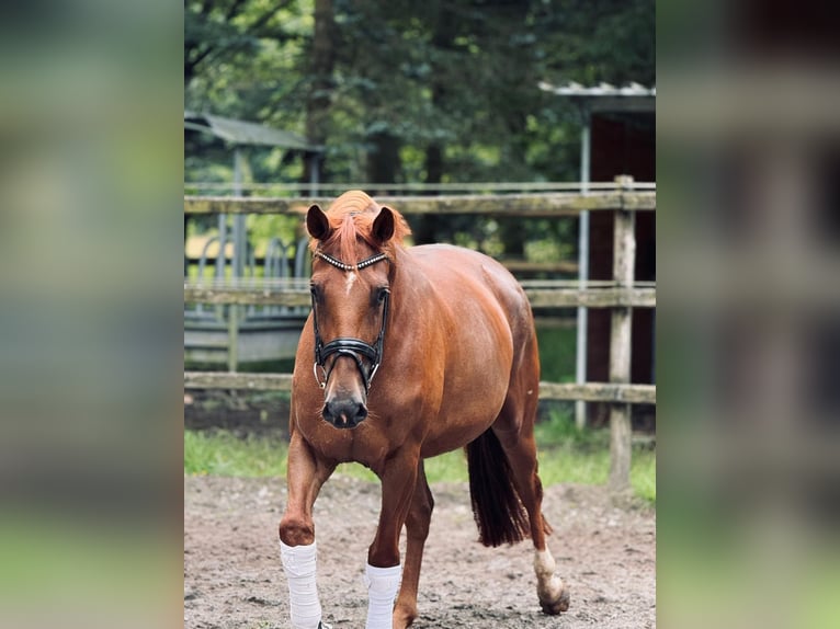 Koń hanowerski Klacz 5 lat 164 cm Kasztanowata in Wohltorf