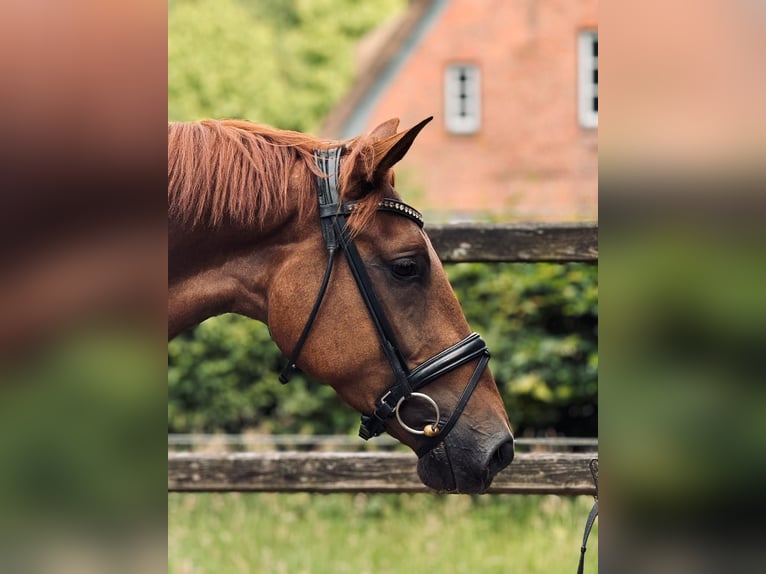 Koń hanowerski Klacz 5 lat 164 cm Kasztanowata in Wohltorf