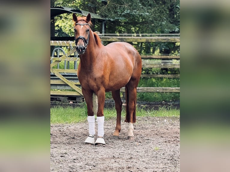 Koń hanowerski Klacz 5 lat 164 cm Kasztanowata in Wohltorf