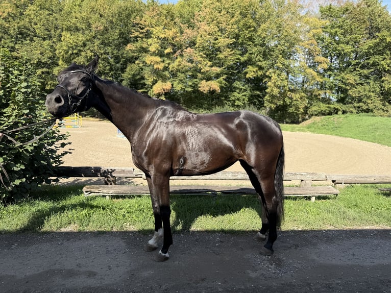 Koń hanowerski Klacz 5 lat 164 cm Skarogniada in Willich