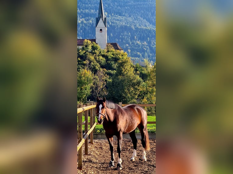 Koń hanowerski Klacz 5 lat 165 cm Ciemnogniada in Igis