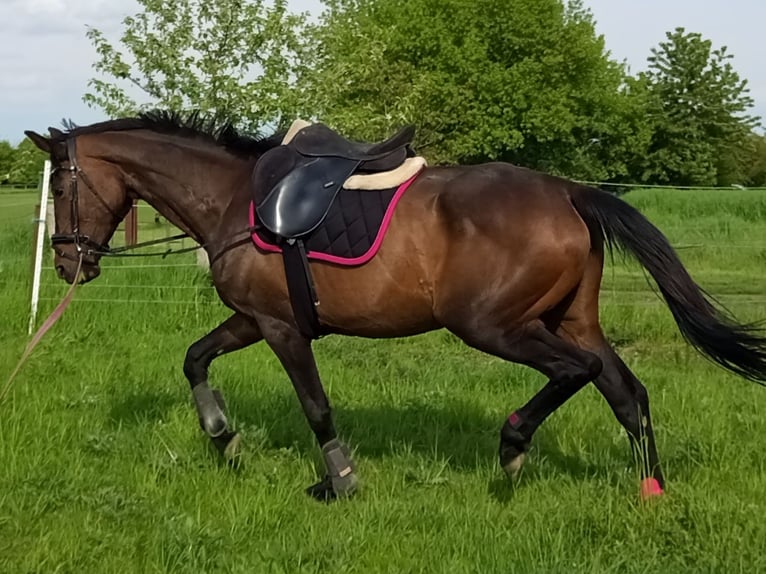 Koń hanowerski Mix Klacz 5 lat 165 cm Ciemnogniada in Neubrandenburg
