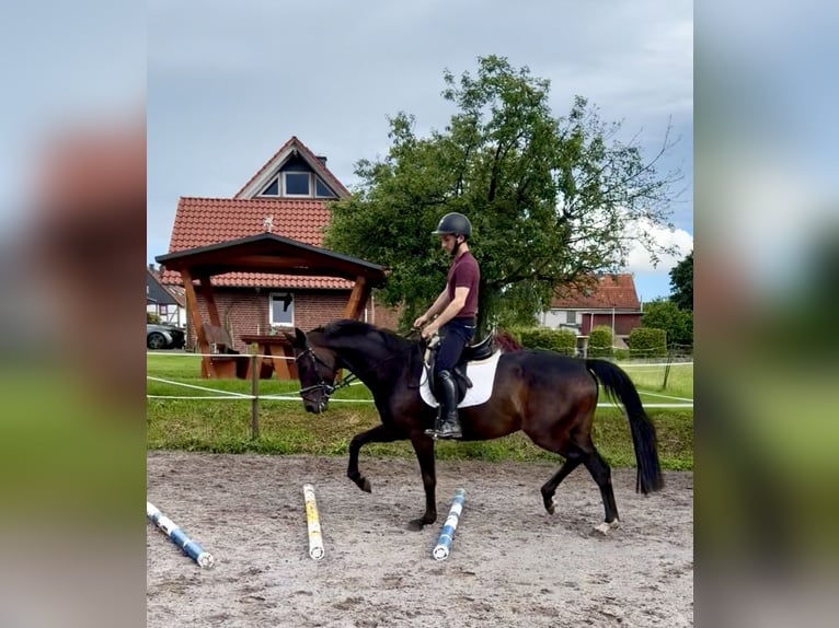 Koń hanowerski Klacz 5 lat 165 cm Ciemnogniada in Dransfeld