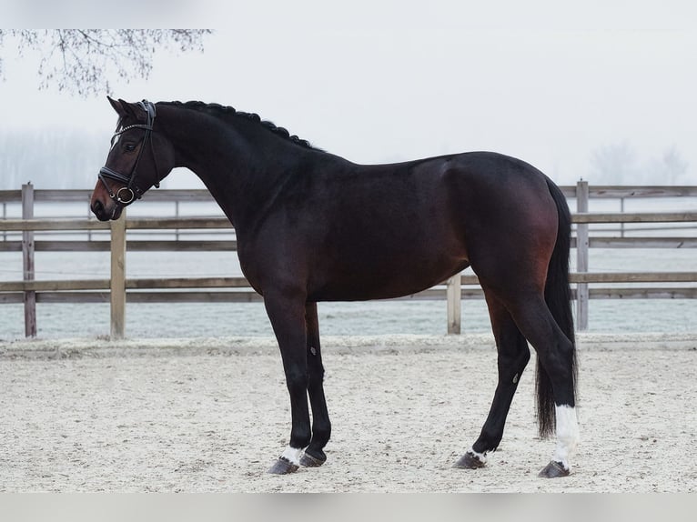 Koń hanowerski Klacz 5 lat 165 cm Ciemnogniada in Riedstadt