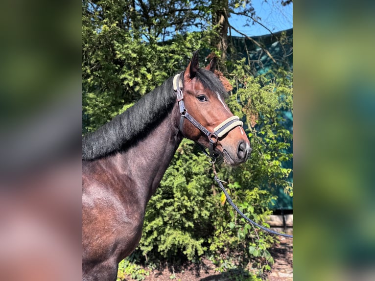 Koń hanowerski Klacz 5 lat 165 cm Gniada in Ratingen