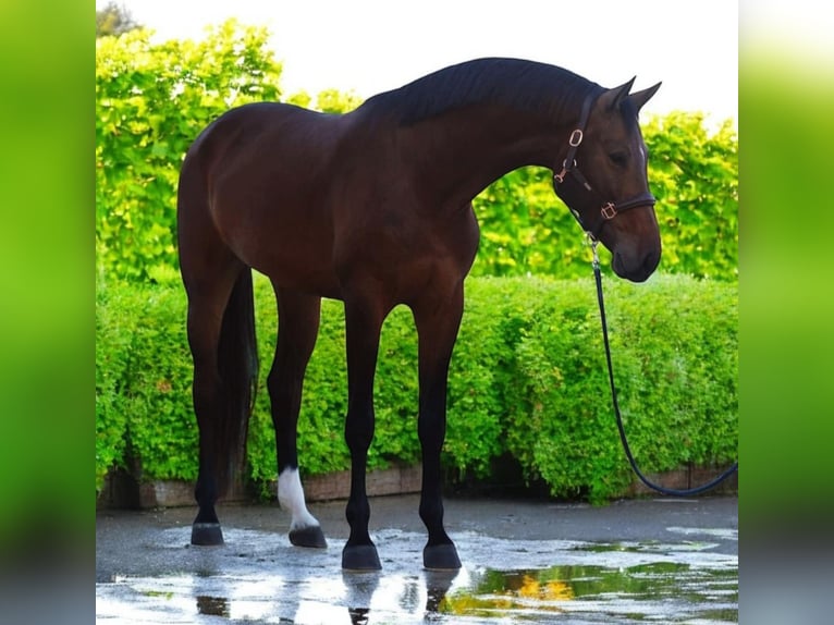 Koń hanowerski Klacz 5 lat 165 cm Gniada in Medzilaborce
