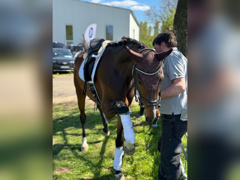 Koń hanowerski Klacz 5 lat 165 cm Gniada in Bassum