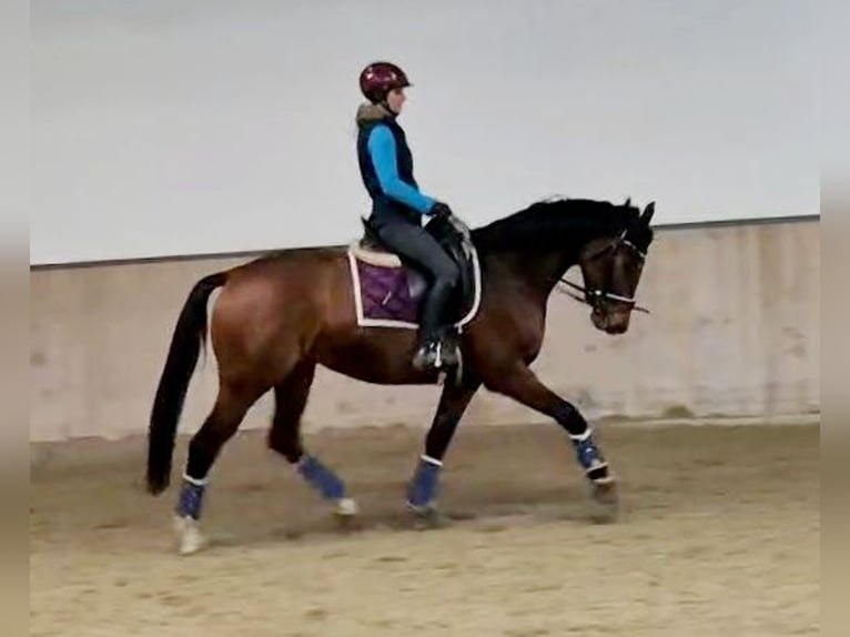 Koń hanowerski Klacz 5 lat 165 cm Gniada in Böheimkirchen