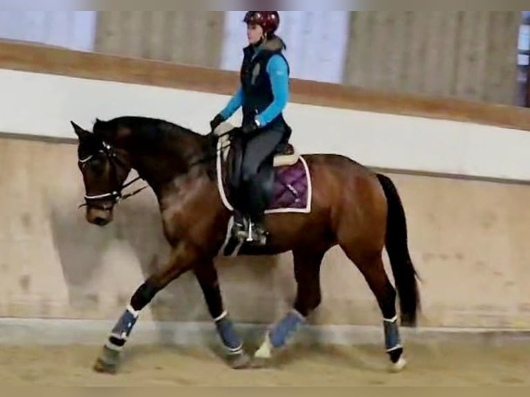 Koń hanowerski Klacz 5 lat 165 cm Gniada in Böheimkirchen