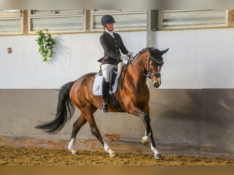 Koń hanowerski Klacz 5 lat 165 cm Gniada in Neunkirchen-Seelscheid
