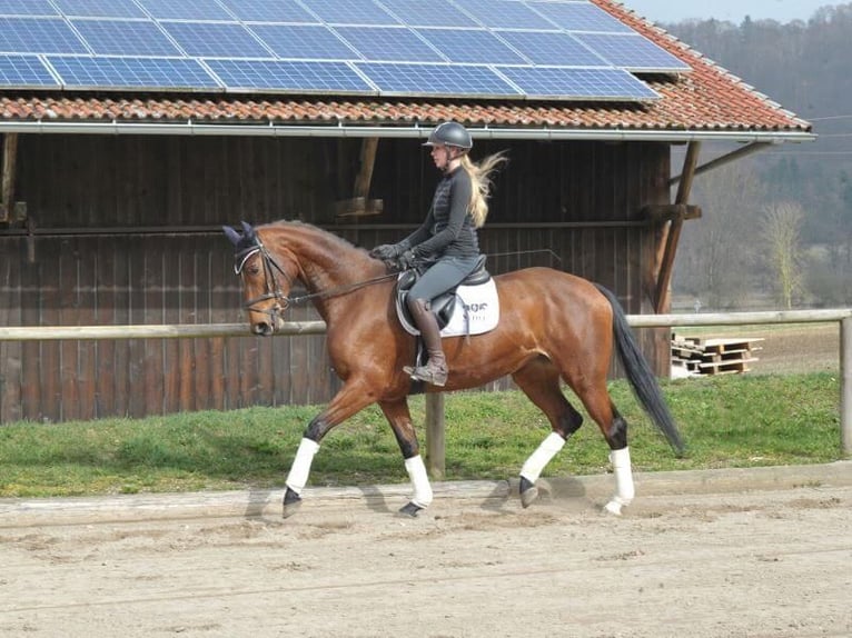 Koń hanowerski Klacz 5 lat 165 cm Gniada in Wellheim