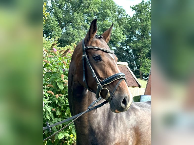 Koń hanowerski Klacz 5 lat 165 cm Gniada in Kutenholz