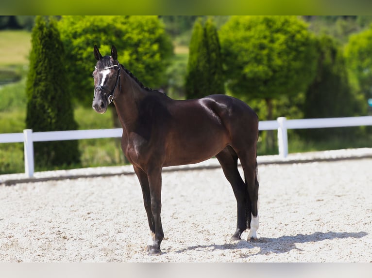 Koń hanowerski Klacz 5 lat 165 cm Kara in Schw&#xE4;bisch Hall