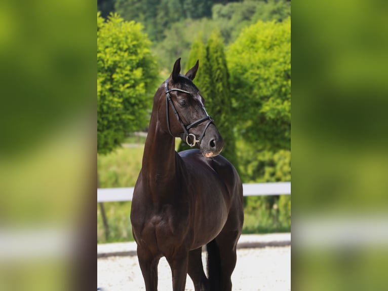 Koń hanowerski Klacz 5 lat 165 cm Kara in Schw&#xE4;bisch Hall