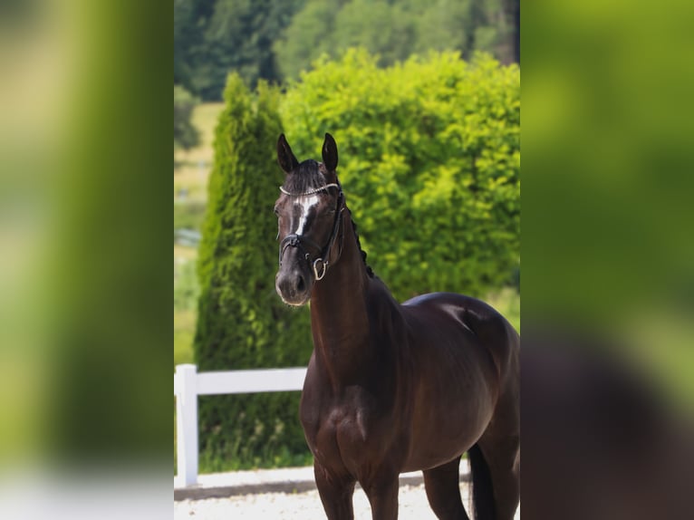 Koń hanowerski Klacz 5 lat 165 cm Kara in Schw&#xE4;bisch Hall
