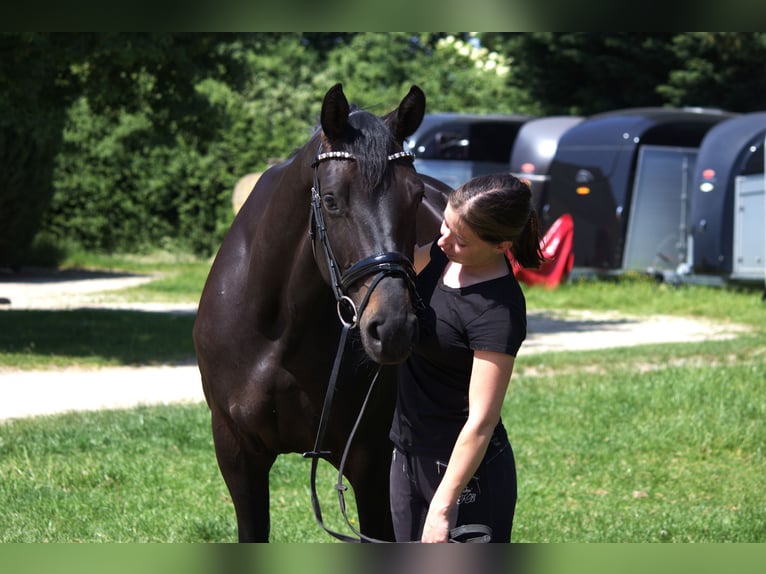 Koń hanowerski Klacz 5 lat 165 cm Kara in Erftstadt