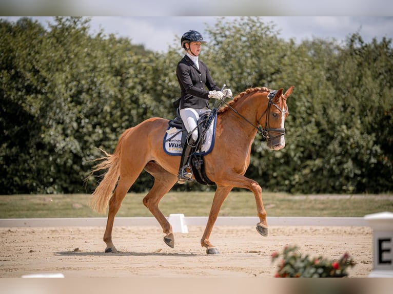 Koń hanowerski Klacz 5 lat 165 cm Kasztanowata in M&#xFC;nster