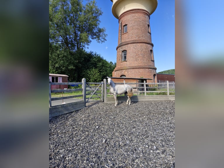 Koń hanowerski Klacz 5 lat 165 cm Siwa jabłkowita in Bitburg