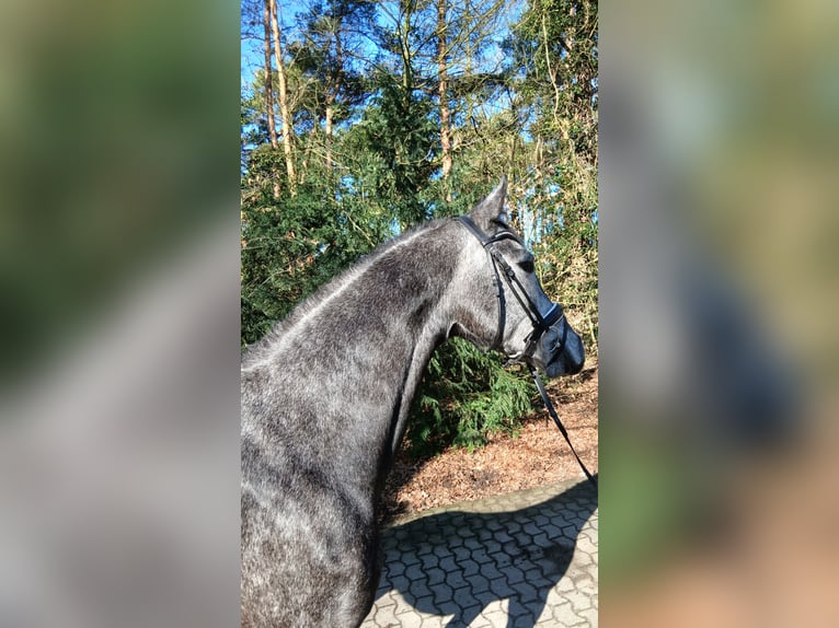 Koń hanowerski Klacz 5 lat 165 cm Siwa in Barenburg