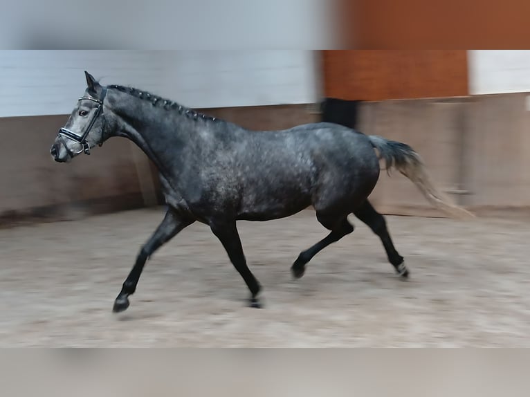 Koń hanowerski Klacz 5 lat 165 cm Siwa in Barenburg