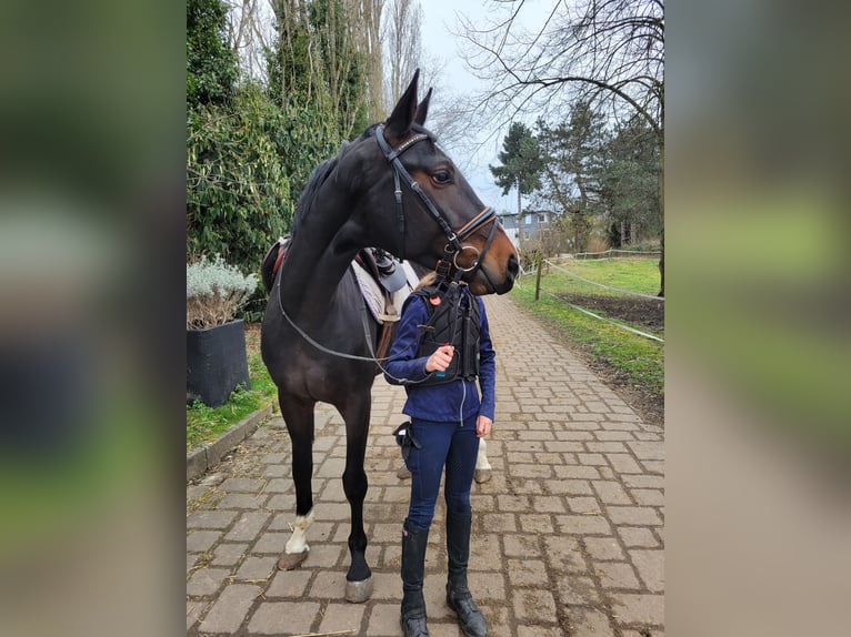 Koń hanowerski Klacz 5 lat 166 cm Ciemnogniada in Erftstadt