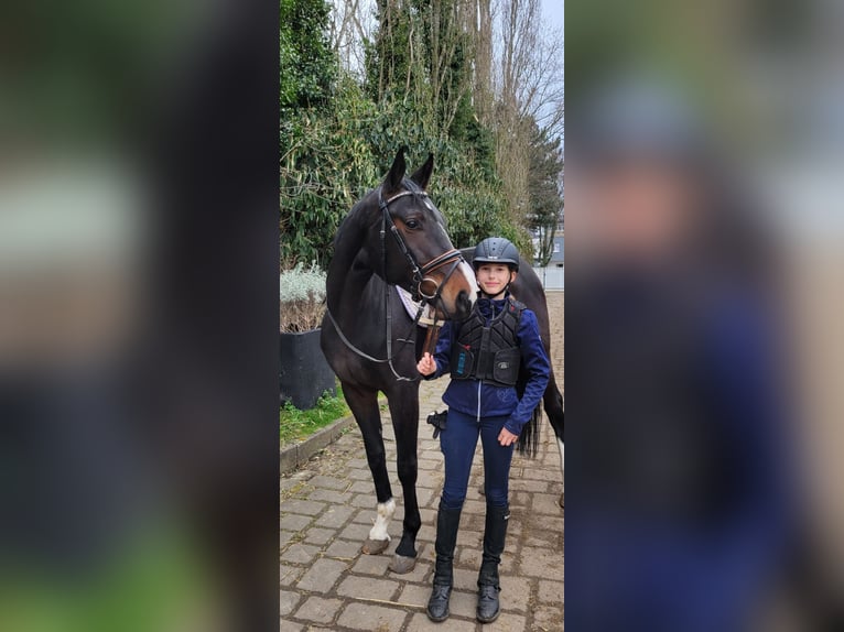 Koń hanowerski Klacz 5 lat 166 cm Ciemnogniada in Erftstadt