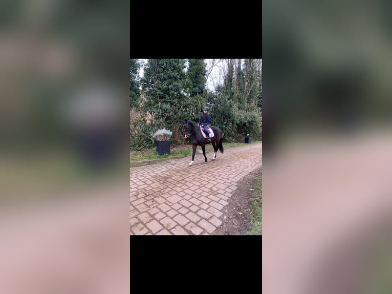 Koń hanowerski Klacz 5 lat 166 cm Ciemnogniada in Erftstadt
