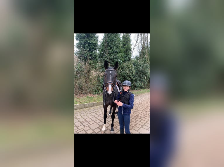 Koń hanowerski Klacz 5 lat 166 cm Ciemnogniada in Erftstadt