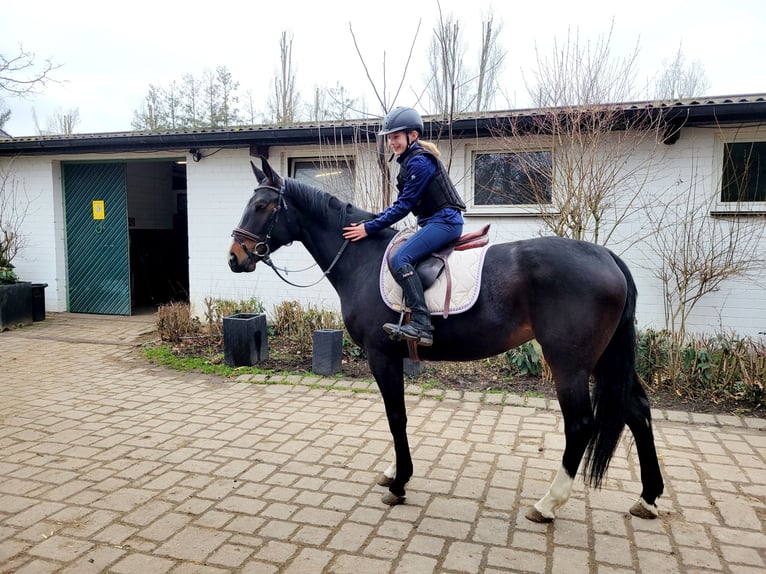Koń hanowerski Klacz 5 lat 166 cm Ciemnogniada in Erftstadt