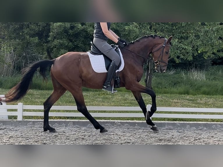 Koń hanowerski Klacz 5 lat 166 cm Ciemnogniada in Mönchengladbach