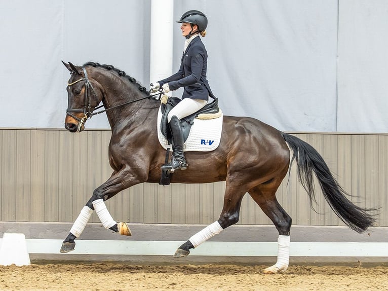 Koń hanowerski Klacz 5 lat 166 cm Ciemnogniada in Münster-Handorf
