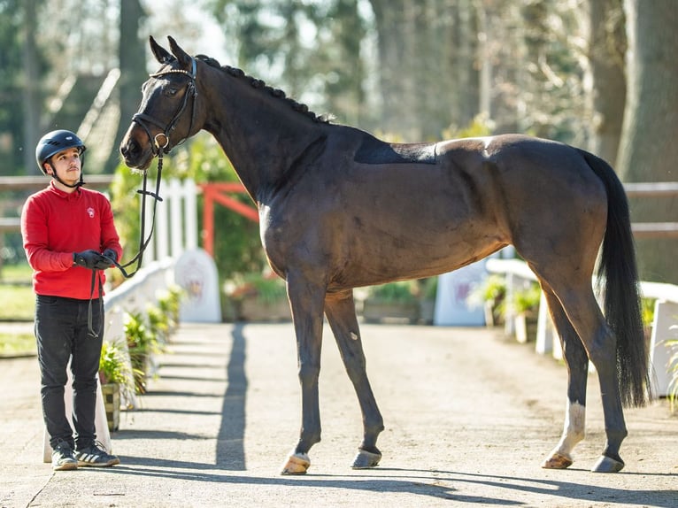 Koń hanowerski Klacz 5 lat 166 cm Ciemnogniada in Münster-Handorf
