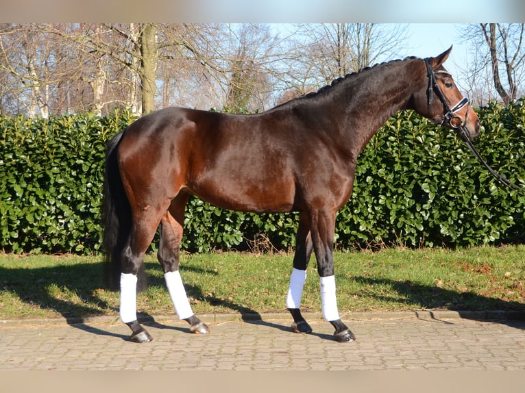 Koń hanowerski Klacz 5 lat 166 cm Ciemnogniada in Selsingen